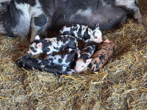Kunekune 1