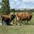 Registered Small Miniature Jersey yearling Bull 12 thumbnail