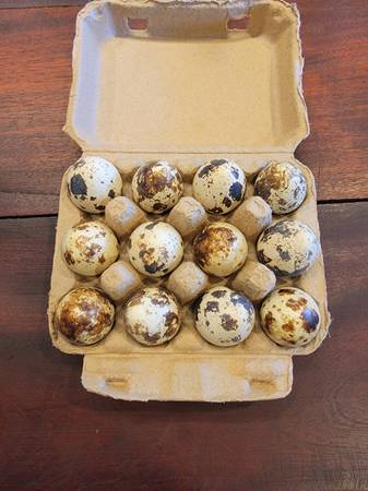 Quail eggs 1
