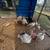 Turkeys 1 thumbnail