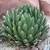 Agave victoriae-reginae //// Queen Victoria Agave --- 1gal 2 thumbnail