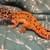 Reptiles make offer 2 thumbnail