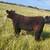 Steers & Heifers 2 thumbnail