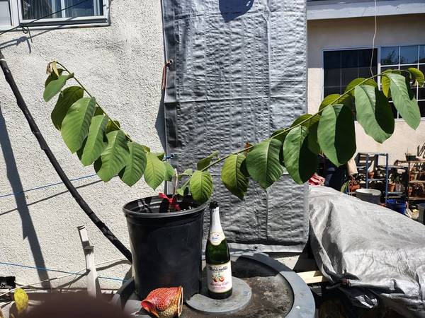 Cherimoya tree grafted "Pierce" excellent fruit variety 1