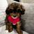 🐩 Mini Poodle Puppies – Rehoming Fee (Richmond, CA) 1 thumbnail