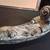 Inuk in Kayak Soapstone Carving 3 thumbnail