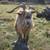 Registered Nigerian Dwarf Goat Buck 1 thumbnail