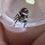 READY!!! Jumping spider babies w/tiny custom enclosures! 3 thumbnail