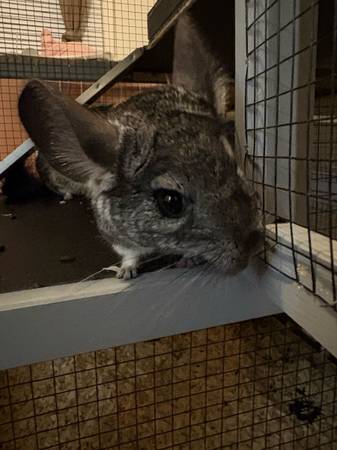 chinchilla macho adulto (Cleveland)63686641329153121