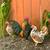 Serama chicks 10 thumbnail
