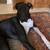 LOST - Great Dane 1 thumbnail