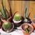 Spineless prickly pear cactus 5 thumbnail