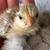 Serama chick hatch! Mini chickens! 5 thumbnail