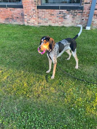 Rehoming bluetick coonhound (Cleveland oh)63872020224259120