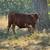 200 Bred cows 17 thumbnail