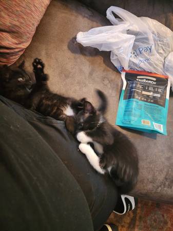 4 free kittens looking for a new home 1