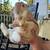 Rabbits 13 thumbnail