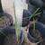 Bismarck seeds/seedlings, Royal Palm, Cabbage palm seedlings and more 4 thumbnail