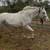 Paint/appy draft cross type mare 1 thumbnail