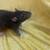 Male rats 5 thumbnail