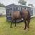 Horses 2 thumbnail