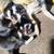 Kitten for rehomeing 2 thumbnail