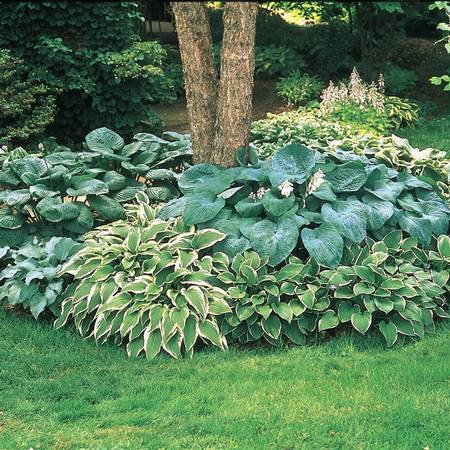 Seeking housta plants clippings/ starters 1