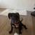 Rehoming pitbull puppy 2 thumbnail