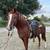 Sorrel Gelding 1 thumbnail