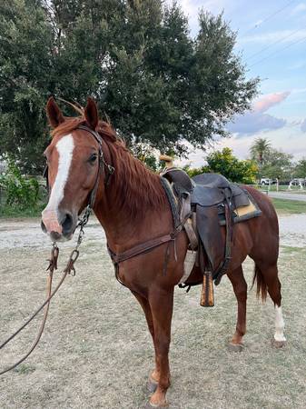 Sorrel Gelding 1
