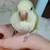 Tame Quaker 1 thumbnail