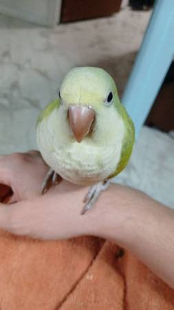 Tame Quaker 1