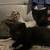 Kittens Need Good Homes 15 thumbnail