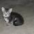 Free Tiny Kittens 9 thumbnail