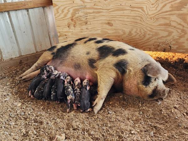 Idaho Pasture Piglets 1