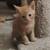 Manx kittens 11 thumbnail