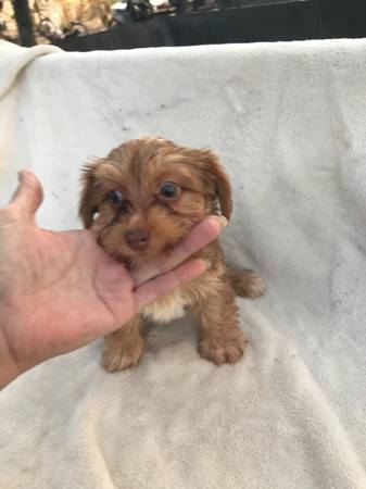 yorkie puppy 1