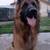German Shepherd 1 1/2 year old **FULL BREED** 3 thumbnail