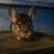 3female and 1 male chinchilla 2 thumbnail