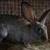 Flemish Giant Buck 2 thumbnail