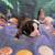 Boston Terrier for Rehoming 1 thumbnail