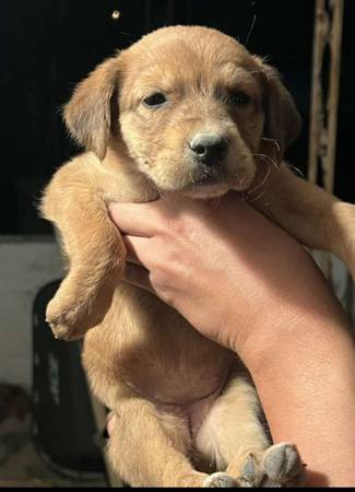 Pup 1