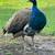 Peacocks 1 thumbnail