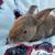 Rex bunnies 4 thumbnail