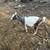 Nigerian dwarf does 1 thumbnail