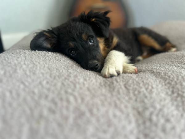 Rehoming mini aussie (Sacramento)63679359495937120