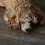 Cavapoo puppy 9 months old - super sweet 3 thumbnail