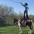 3-Year-Old Gelding (1/2 Thoroughbred & 1/2 Quarter Horse) 1 thumbnail