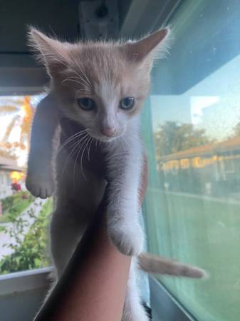 cat 1