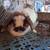 Holand lop rabbit 2 thumbnail